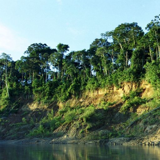 1200px-Manu_riverbank