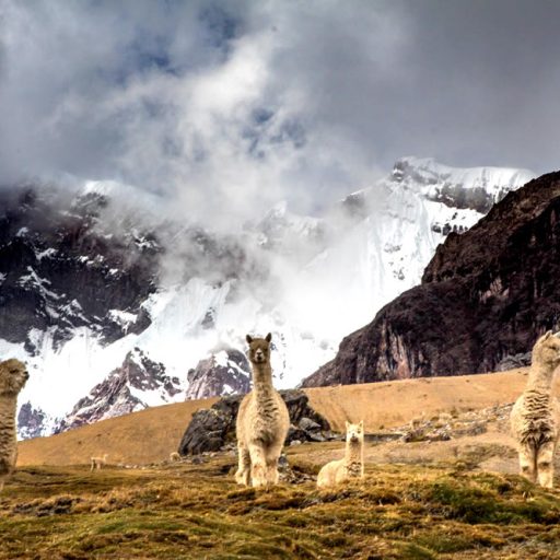 Alpacas-ausangate-peru