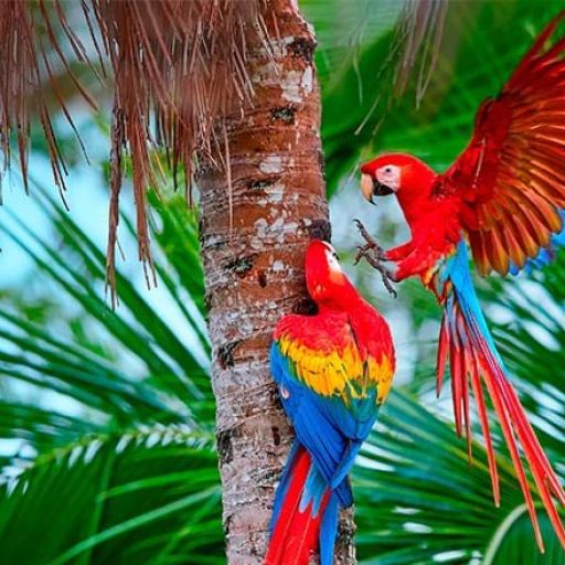 Guacamayos en palmera