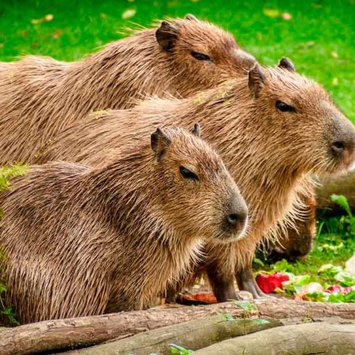 animales-de-parque-nacional-manu