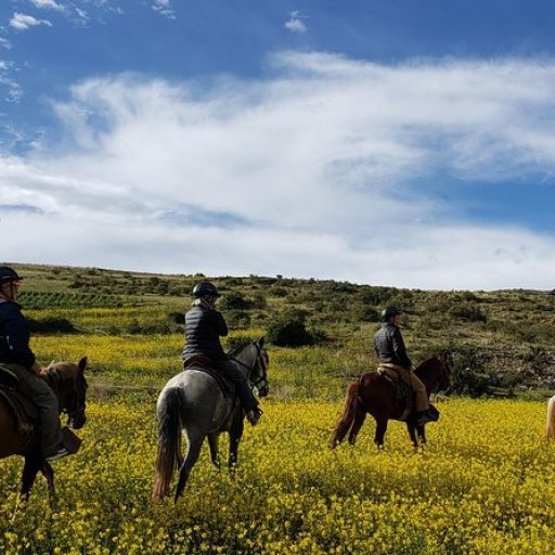 caballos cusco