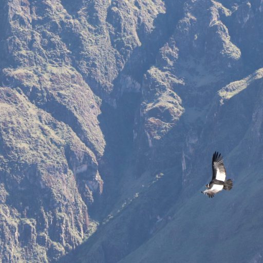 la cruz del condor1
