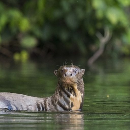 The Giant Otter is the largest mustelid in the world and inhabits the Amazon and live in small groups. Cocha Salvador, Manu NP, Peru. © Daniel Rosengren